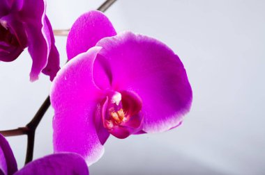 Beyaz backgroun etrafında Güzel Pembe phalaenopsis Orkide Çiçek