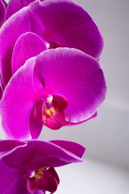 Beyaz backgroun etrafında Güzel Pembe phalaenopsis Orkide Çiçek