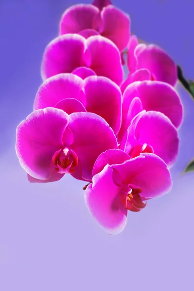 Schöne rosa Phalaenopsis Orchideenblüte um weißen Hintergrund — Stockfoto