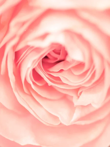 Macro shot di bellissimo fiore di rosa rosa. Sfondo floreale arguzia — Foto Stock