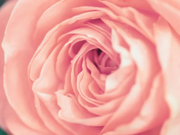 Макро знімок красивої рожевої квітки троянди. Квітковий фон дотепність — стокове фото