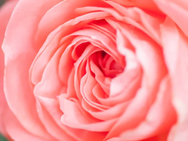 Makro strzał piękny różowy kwiat róży. Kwiatowy tle WIT — Zdjęcie stockowe