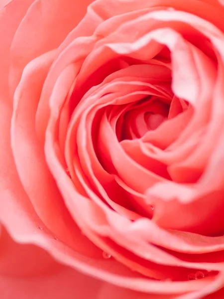 Photo macro abstraite de belle fleur rose rose. Rorqual floral — Photo