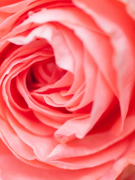 Macro shot of beautiful pink rose flower.  Floral background wit — Stock Photo, Image