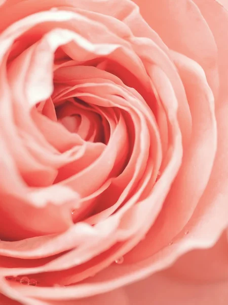 Abstract macro-opname van mooie roze roze bloem. Floral backg — Stockfoto