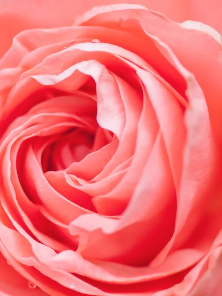 Macro shot of beautiful pink rose flower.  Floral background wit — Stock Photo, Image