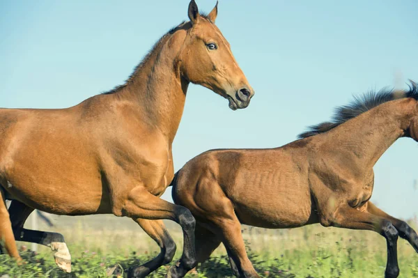 çayırda tay ile safkan akhateke baraj çalışan