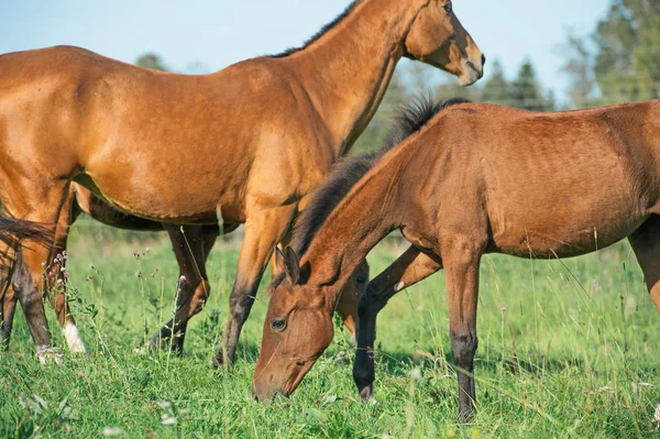 Grazing purebred akhateke foals with dam in meadow — Stock Photo, Image