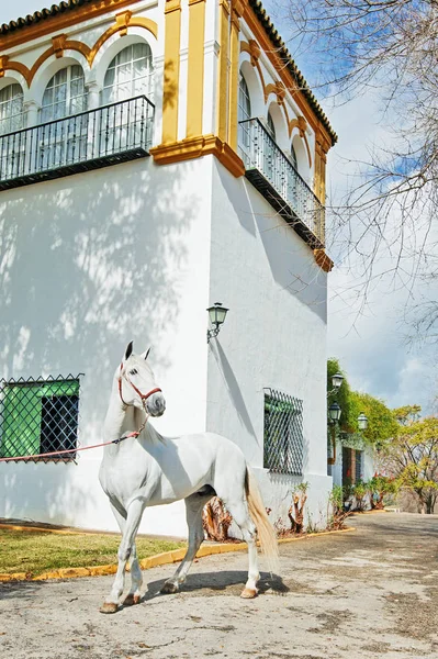 PRE  stallion poseing  against white traditional spanish buildin — Stock Photo, Image
