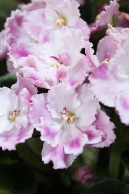 Güzel beyaz-pembe yerli Afrika menekşe çiçek arka plan