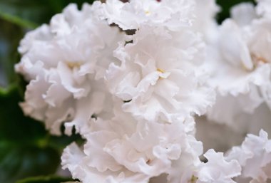 Beyaz güzel menekşe arka plan. yakın çekim