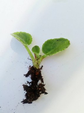 hüseyin bebek beyaz arka plan etrafında aktarmak için hazır