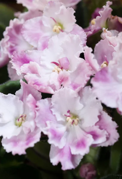 Bella Bianco Rosa Domestico Africano Viola Fiore Sfondo — Foto Stock