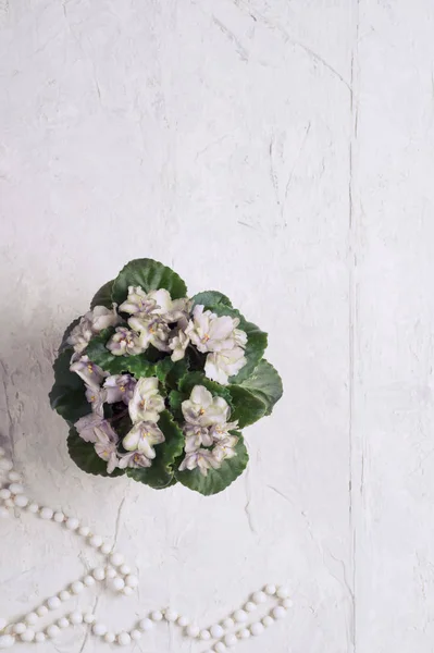 Όμορφο καπνιστό γκρι-μωβ αφρικανικό βιολετί λουλούδι γύρω από το λευκό — Φωτογραφία Αρχείου
