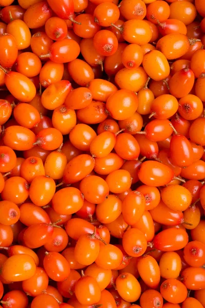 Sea buckthorn berries background. close up — Stock Photo, Image