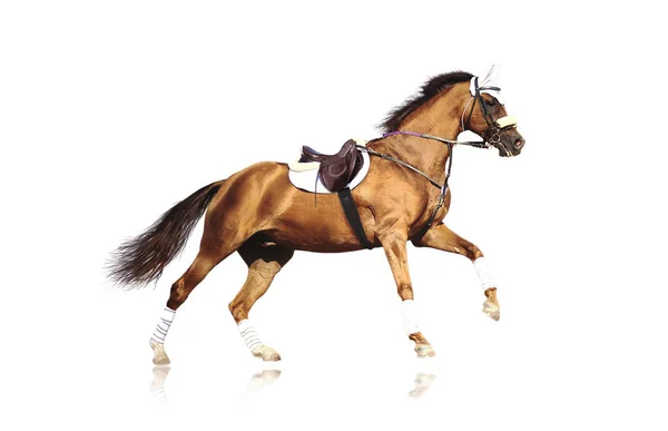 反射と白い背景にライダーなしでサドルとブライドルでスポーティな馬を走らせる — ストック写真