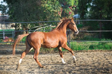 otlak ta kestane güzel Marwari mare çalışıyor. Hindistan