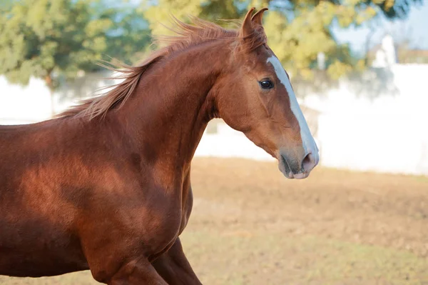 Retrato de castaño corriendo hermosa yegua Marwari en paddock . —  Fotos de Stock