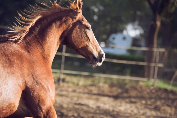 Portret pięknej biegania kasztanowca Marwari Mare w padoku — Zdjęcie stockowe