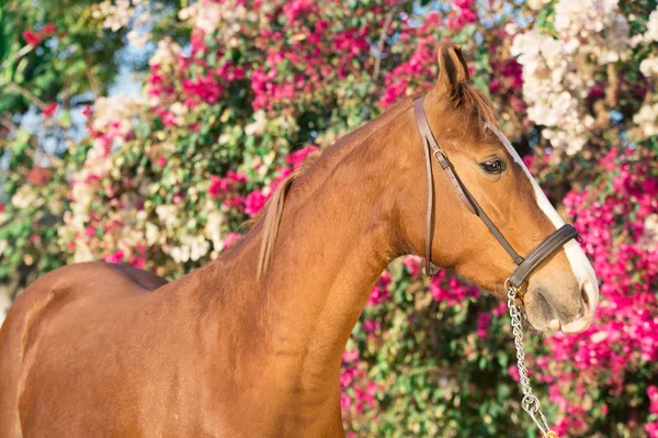 Portrait of golden - chestnut Marwari mare agaist flower backgro — Stock Photo, Image