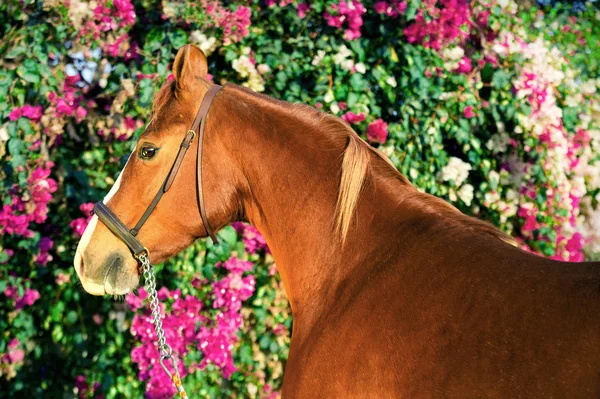 Altın portre - kestane Marwari mare agaist çiçek backgro — Stok fotoğraf