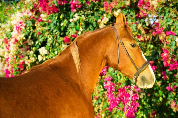 गोल्डन चेस्टनट मारवाड़ी घोड़ी का चित्र फूल पृष्ठभूमि — स्टॉक फ़ोटो, इमेज