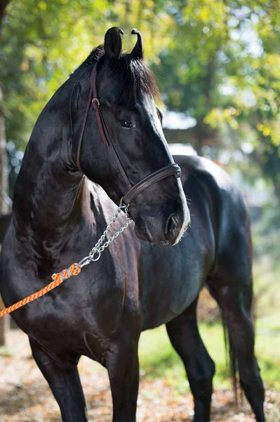 Portrait of beautiful  black  Marwari breed stallion posing in g — Stock Photo, Image