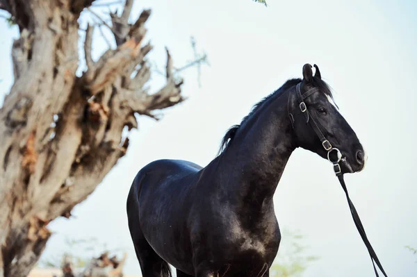 近くにポーズをとる美しい黒いマルワリ若い種馬の肖像画 — ストック写真