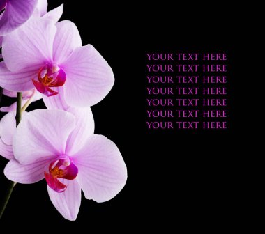 Bla etrafında Güzel yumuşak Pembe şeritler phalaenopsis Orkide Çiçek