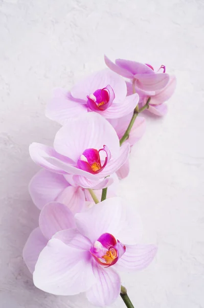 Beautiful soft Pink strips phalaenopsis Orchid Flower around whi — Stock Photo, Image