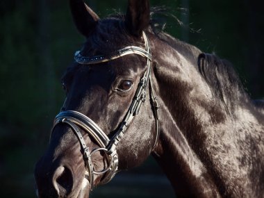 Ormandaki güzel siyah aygır portresi. Kapat