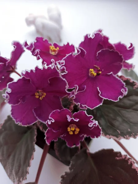 Fioritura Saintpaulia Bordeaux Fiore Africano Davanzale Bianco Fiore Domestico Vicino — Foto Stock