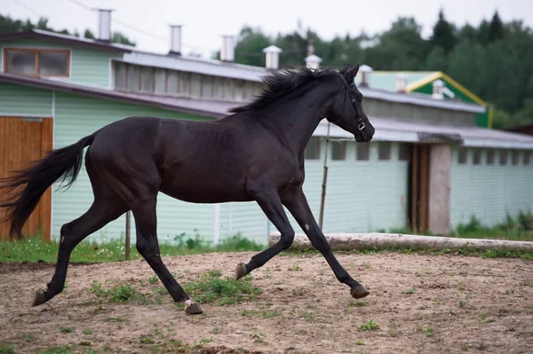 跑得很快 黑色的小马撞上了马厩 多产的俄国品种 多云的夜晚 — 图库照片