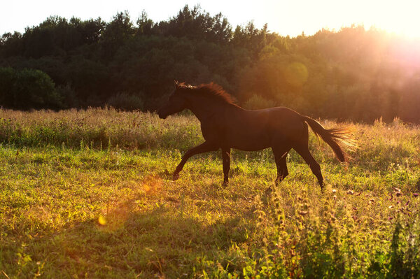 running speedily black colt in evening field.  sportive russian breed. 