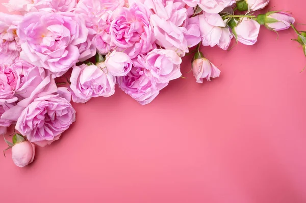 Rosa Rosen Mit Frischem Duft Vor Rosa Hintergrund Romantisches Und — Stockfoto