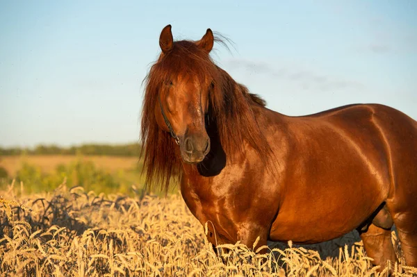 Semental Castaño Con Melena Larga Campo Trigo Verano — Foto de Stock