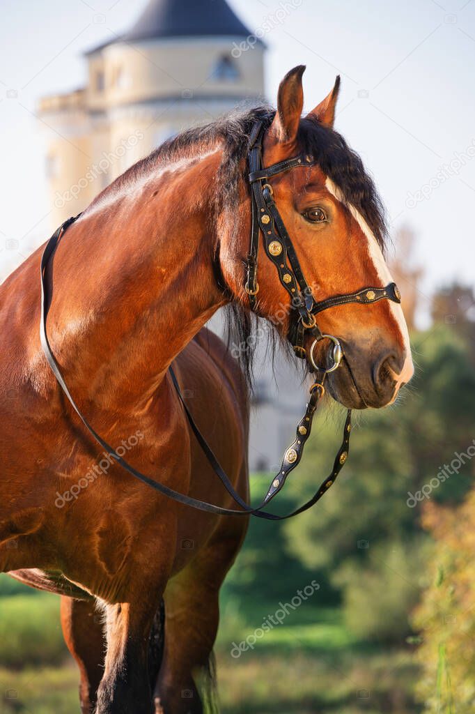 beautiful draft horse posing against at castle tower background.