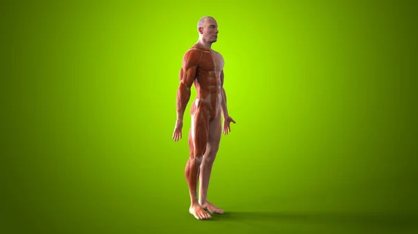 Anatomi Organizma Çizim — Stok fotoğraf