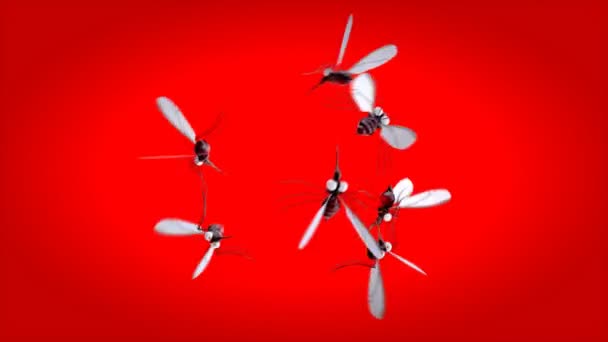 Personajes Divertidos Mosquitos Animación — Vídeos de Stock