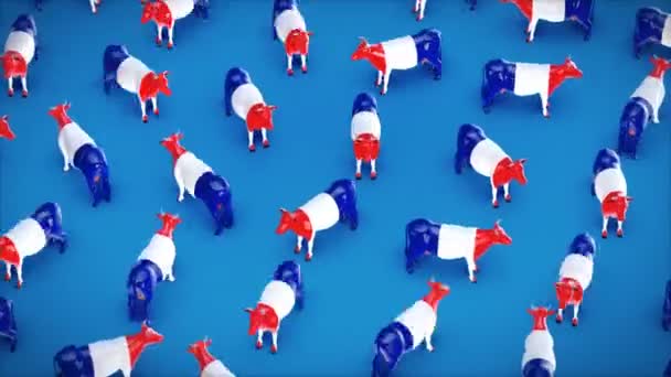 フランス 青い背景コンセプトの牛 3Dアニメーション — ストック動画