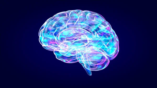 Рентген Мозку Анатомія Людини Ілюстровані Нейрони — стокове фото