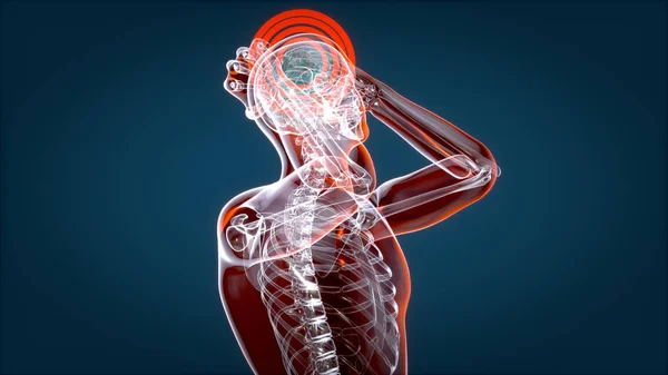 Radiografia Humana Cerebral Anatomia Humana Ilustração — Fotografia de Stock