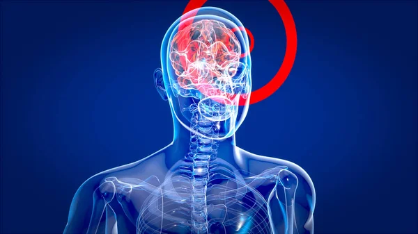 Prześwietlenie Człowieka Mózgu Anatomia Człowieka Ilustracja — Zdjęcie stockowe