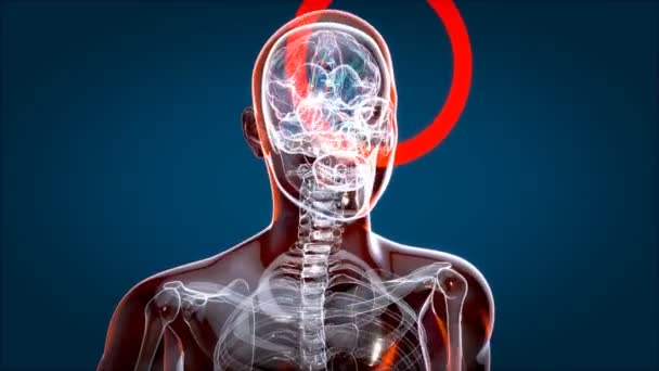 Rayos Humanos Cerebrales Anatomía Humana Animación — Vídeo de stock