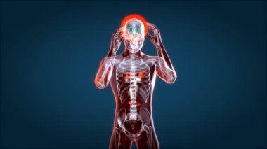 İnsan ve beyin röntgeni, insan anatomisi, 3 boyutlu animasyon 