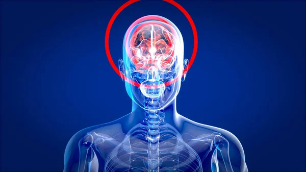 Sinar Manusia Dan Otak Anatomi Manusia Ilustrasi — Stok Foto