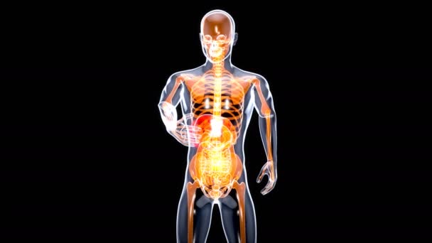 Diseño Movimiento Concepto Anatomía Hepática — Vídeos de Stock