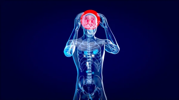 Prześwietlenie Człowieka Mózgu Anatomia Człowieka Ilustracja — Zdjęcie stockowe