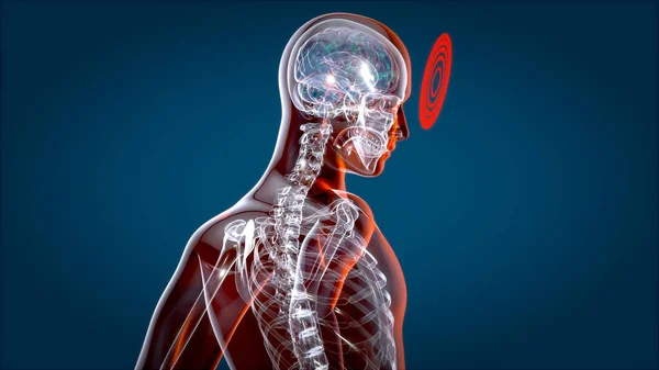 Människa Och Hjärna Xray Mänsklig Anatomi Illustration — Stockfoto