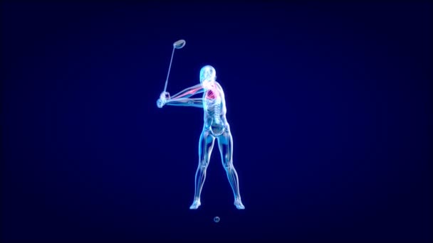 Человек Играет Гольф Анатомия Анимация — стоковое видео